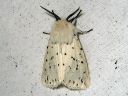 Spilosoma_lubricipedum_male_tiikerisiilikas_koiras_IMG_0807.jpg