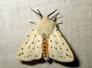 Spilosoma_lubricipedum_male_tiikerisiilikas_koiras_IMG_0938.jpg