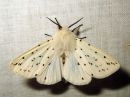 Spilosoma_lubricipedum_male_tiikerisiilikas_koiras_IMG_0939.jpg