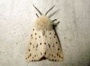 Spilosoma_lubricipedum_male_tiikerisiilikas_koiras_IMG_0994.JPG