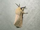 Spilosoma_lubricipedum_male_tiikerisiilikas_koiras_IMG_1106.jpg