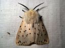 Spilosoma_lubricipedum_male_tiikerisiilikas_koiras_IMG_1299.JPG