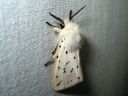 Spilosoma_lubricipedum_male_tiikerisiilikas_koiras_IMG_1311.JPG