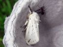 Spilosoma_lubricipedum_male_tiikerisiilikas_koiras_IMG_1498.JPG