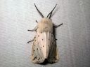 Spilosoma_lubricipedum_male_tiikerisiilikas_koiras_IMG_1697.JPG