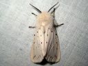 Spilosoma_lubricipedum_male_tiikerisiilikas_koiras_IMG_1749.jpg