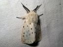 Spilosoma_lubricipedum_male_tiikerisiilikas_koiras_IMG_1870.JPG