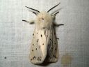 Spilosoma_lubricipedum_male_tiikerisiilikas_koiras_IMG_1910.jpg