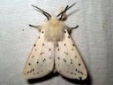 Spilosoma_lubricipedum_male_tiikerisiilikas_koiras_IMG_1917.JPG