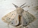 Spilosoma_lubricipedum_male_tiikerisiilikas_koiras_IMG_2039.jpg