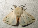 Spilosoma_lubricipedum_male_tiikerisiilikas_koiras_IMG_2277.jpg