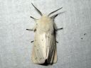 Spilosoma_lubricipedum_male_tiikerisiilikas_koiras_IMG_2543.jpg