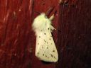 Spilosoma_lubricipedum_male_tiikerisiilikas_koiras_IMG_2741.JPG