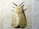 Spilosoma_lubricipedum_male_tiikerisiilikas_koiras_IMG_2882.JPG