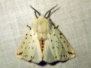 Spilosoma_lubricipedum_male_tiikerisiilikas_koiras_IMG_3327.JPG