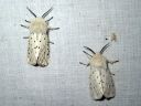 Spilosoma_lubricipedum_male_tiikerisiilikas_koiras_IMG_3338.jpg