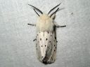 Spilosoma_lubricipedum_male_tiikerisiilikas_koiras_IMG_3340.jpg