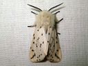 Spilosoma_lubricipedum_male_tiikerisiilikas_koiras_IMG_3772.JPG