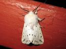 Spilosoma_lubricipedum_male_tiikerisiilikas_koiras_IMG_3776.jpg