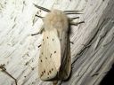 Tiedostonimi=Spilosoma_lubricipedum_male_tiikerisiilikas_koiras_IMG_3801.jpg
Tiedostokoko=69kt
Koko=600x450
Lisätty=28.02.2011 Spilosoma_lubricipedum_male_tiikerisiilikas_koiras_IMG_3801.jpg