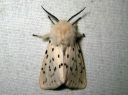 Spilosoma_lubricipedum_male_tiikerisiilikas_koiras_IMG_3896.JPG