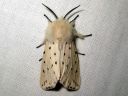 Spilosoma_lubricipedum_male_tiikerisiilikas_koiras_IMG_3906.JPG