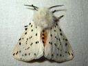 Spilosoma_lubricipedum_male_tiikerisiilikas_koiras_IMG_3980.jpg