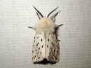 Spilosoma_lubricipedum_male_tiikerisiilikas_koiras_IMG_4043.jpg