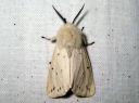 Spilosoma_lubricipedum_male_tiikerisiilikas_koiras_IMG_4062.JPG