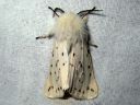 Spilosoma_lubricipedum_male_tiikerisiilikas_koiras_IMG_4075.jpg