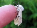 Spilosoma_lubricipedum_male_tiikerisiilikas_koiras_IMG_4096.jpg