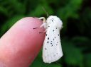 Spilosoma_lubricipedum_male_tiikerisiilikas_koiras_IMG_4099.JPG