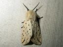 Spilosoma_lubricipedum_male_tiikerisiilikas_koiras_IMG_4135.JPG