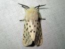 Spilosoma_lubricipedum_male_tiikerisiilikas_koiras_IMG_4152.JPG