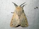 Spilosoma_lubricipedum_male_tiikerisiilikas_koiras_IMG_4154.JPG