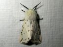 Spilosoma_lubricipedum_male_tiikerisiilikas_koiras_IMG_4255.JPG