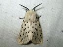 Spilosoma_lubricipedum_male_tiikerisiilikas_koiras_IMG_4281.JPG