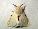 Spilosoma_lubricipedum_male_tiikerisiilikas_koiras_IMG_4306.JPG