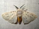 Spilosoma_lubricipedum_male_tiikerisiilikas_koiras_IMG_4320.jpg