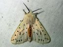 Spilosoma_lubricipedum_male_tiikerisiilikas_koiras_IMG_4359.JPG