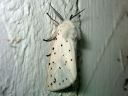 Spilosoma_lubricipedum_male_tiikerisiilikas_koiras_IMG_4364.jpg