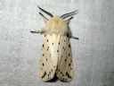 Spilosoma_lubricipedum_male_tiikerisiilikas_koiras_IMG_4562.JPG