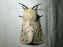 Spilosoma_lubricipedum_male_tiikerisiilikas_koiras_IMG_4734.JPG