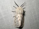 Spilosoma_lubricipedum_male_tiikerisiilikas_koiras_IMG_4760.jpg