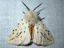 Spilosoma_lubricipedum_male_tiikerisiilikas_koiras_IMG_4854.jpg