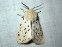 Spilosoma_lubricipedum_male_tiikerisiilikas_koiras_IMG_5054.jpg