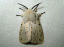 Spilosoma_lubricipedum_male_tiikerisiilikas_koiras_IMG_5274.JPG