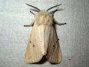 Spilosoma_lubricipedum_male_tiikerisiilikas_koiras_IMG_5304.jpg