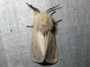 Spilosoma_lubricipedum_male_tiikerisiilikas_koiras_IMG_5737.JPG