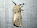 Spilosoma_lubricipedum_male_tiikerisiilikas_koiras_IMG_5738.JPG